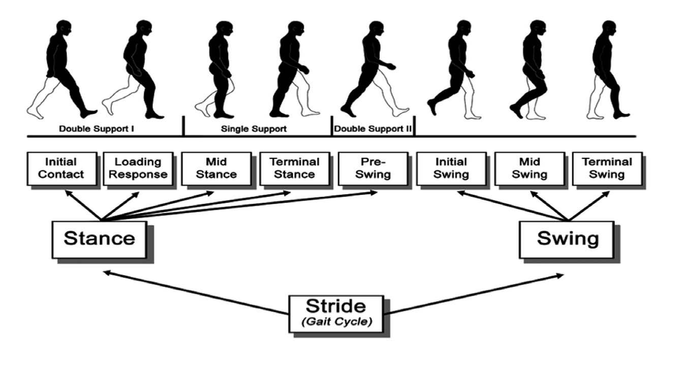 Let’s Get Moving! A Multidisciplinary Approach to Gait Rehabilitation in Multiple Sclerosis